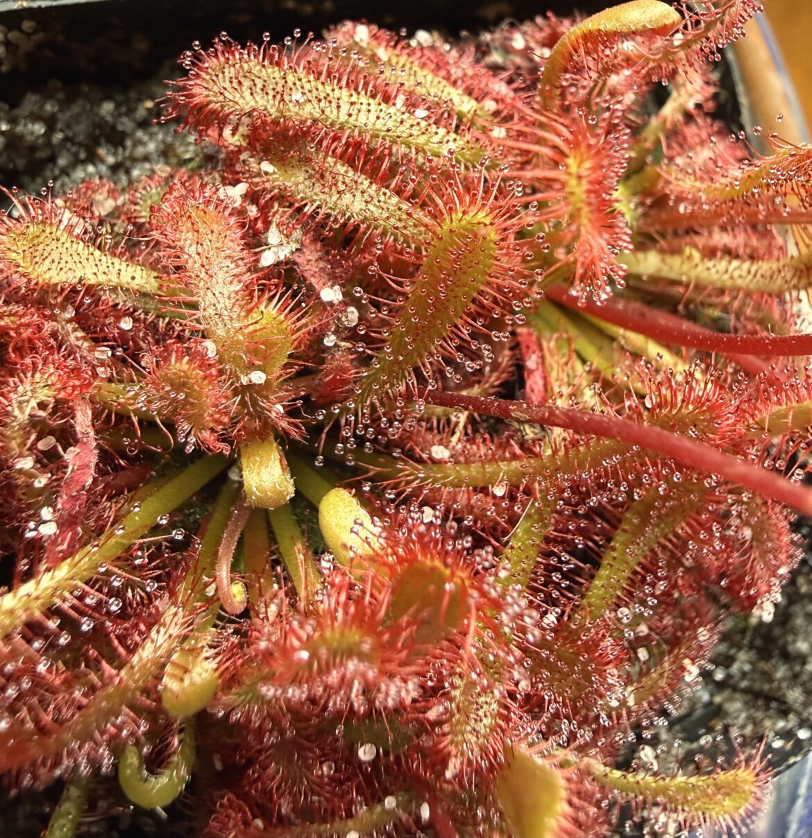 Drosera Spatulata