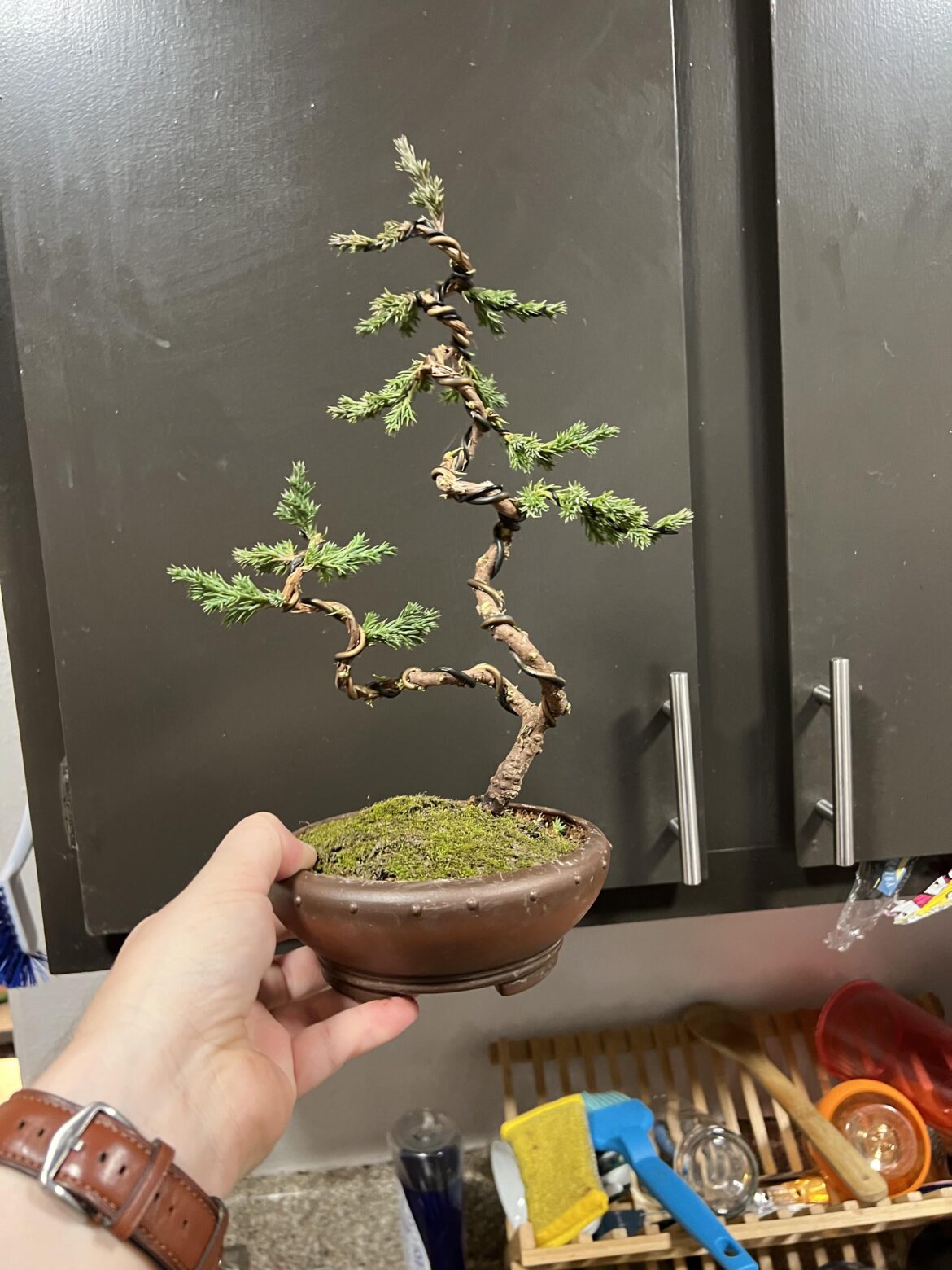 $13 tree today
