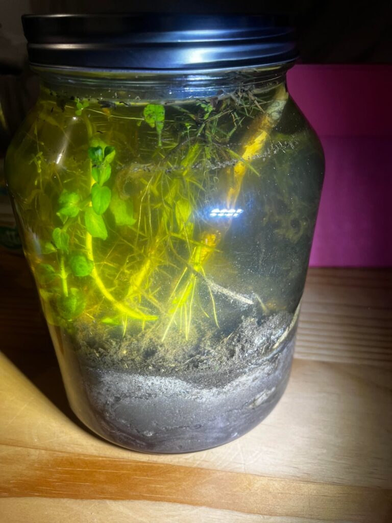 Is my ecosphere dying ?