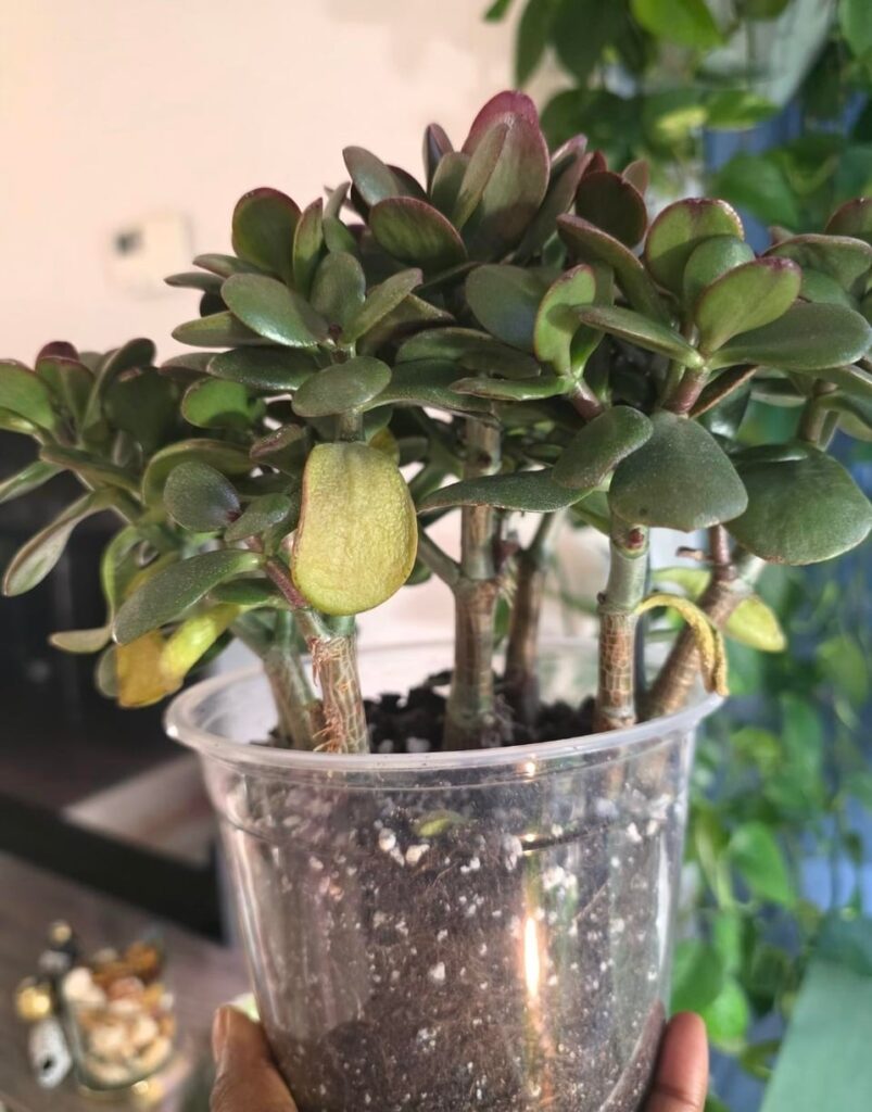 What’s wrong with my Jade What's wrong with my Jade