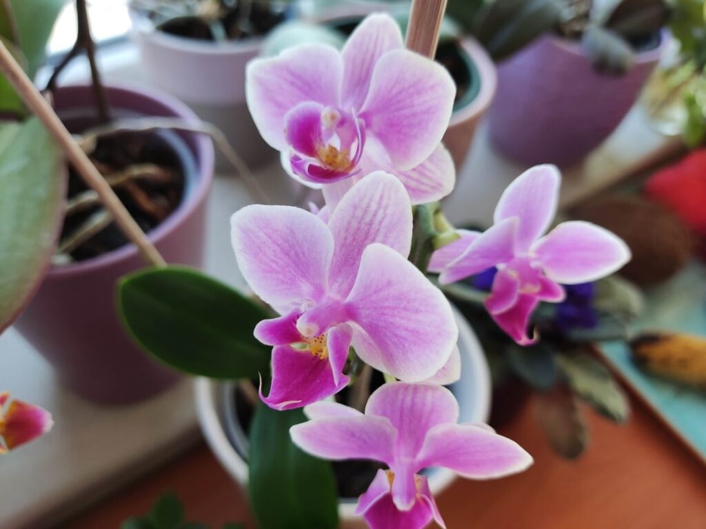 My orchids are blooming again