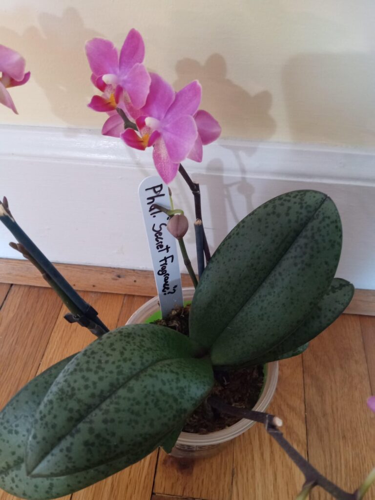 Smells like lemons in the morning!