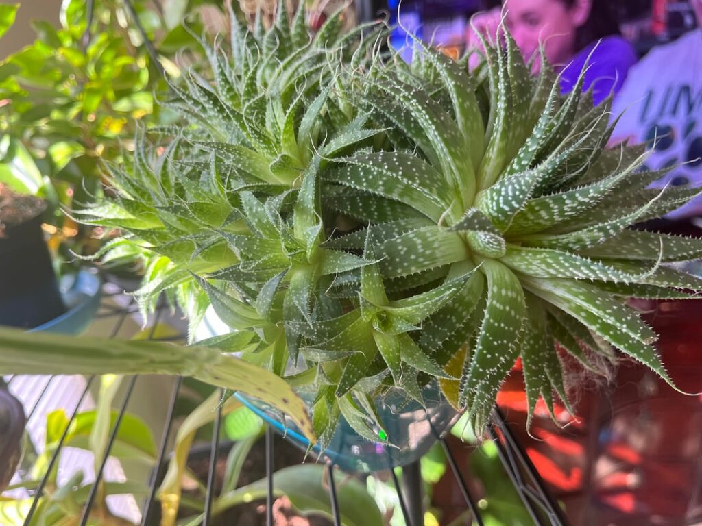 My Lace Aloe after 5 years