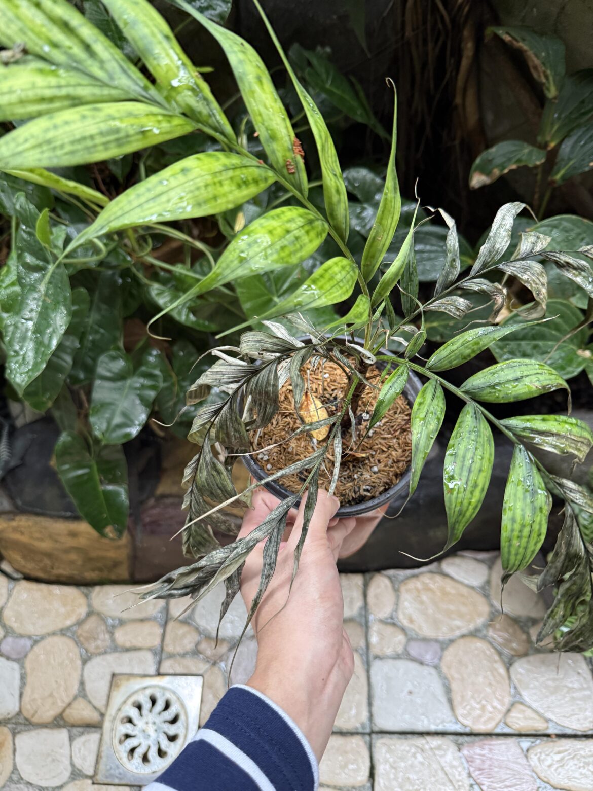 Calyptrocalyx Pachystachys Palm Dying?