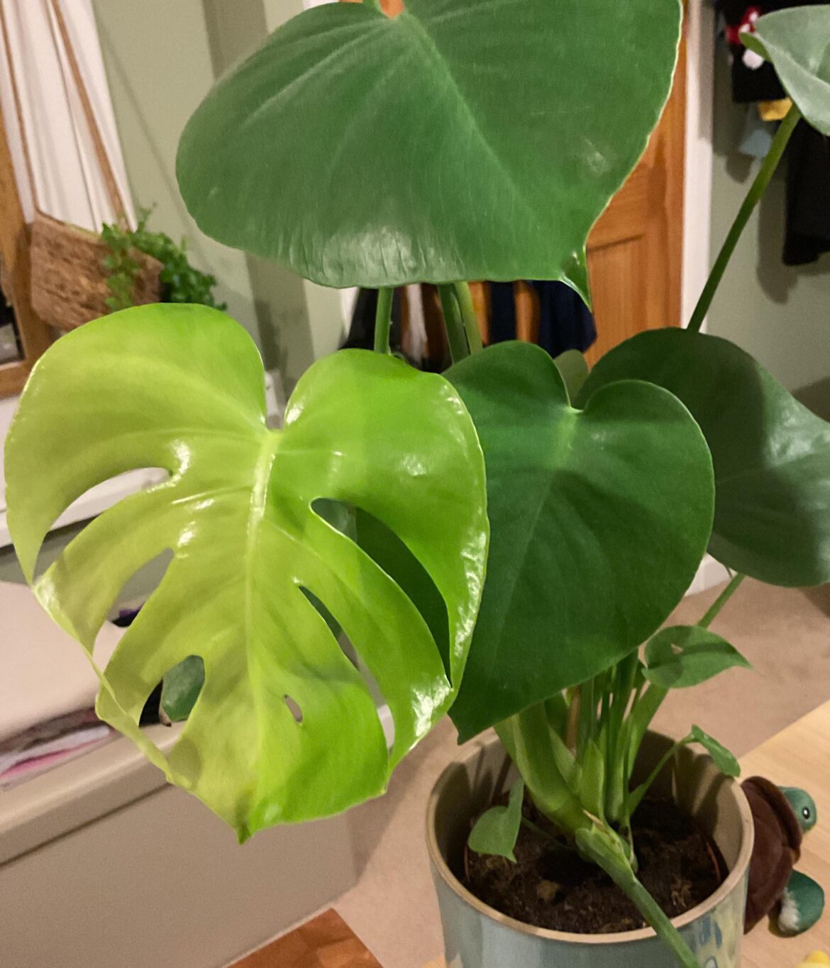 Why is one leaf different?