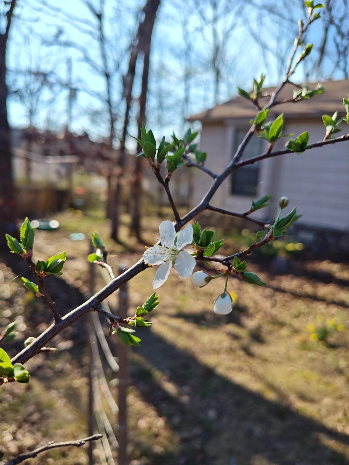My Chickasaw Plum Tree's first flowers of the year