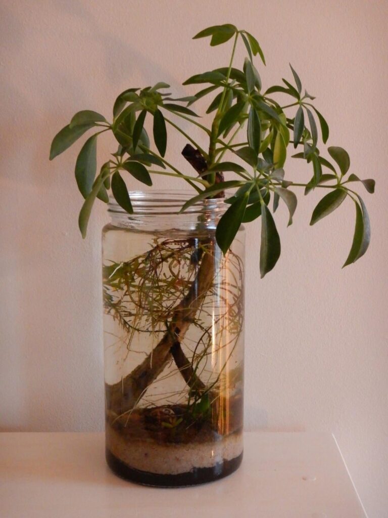 Bladder snails and plants in 1.5 litre jars.