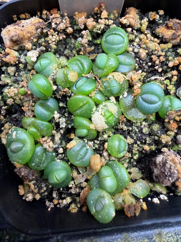 Some seedlings. Argys, lithops, and rare conophytum