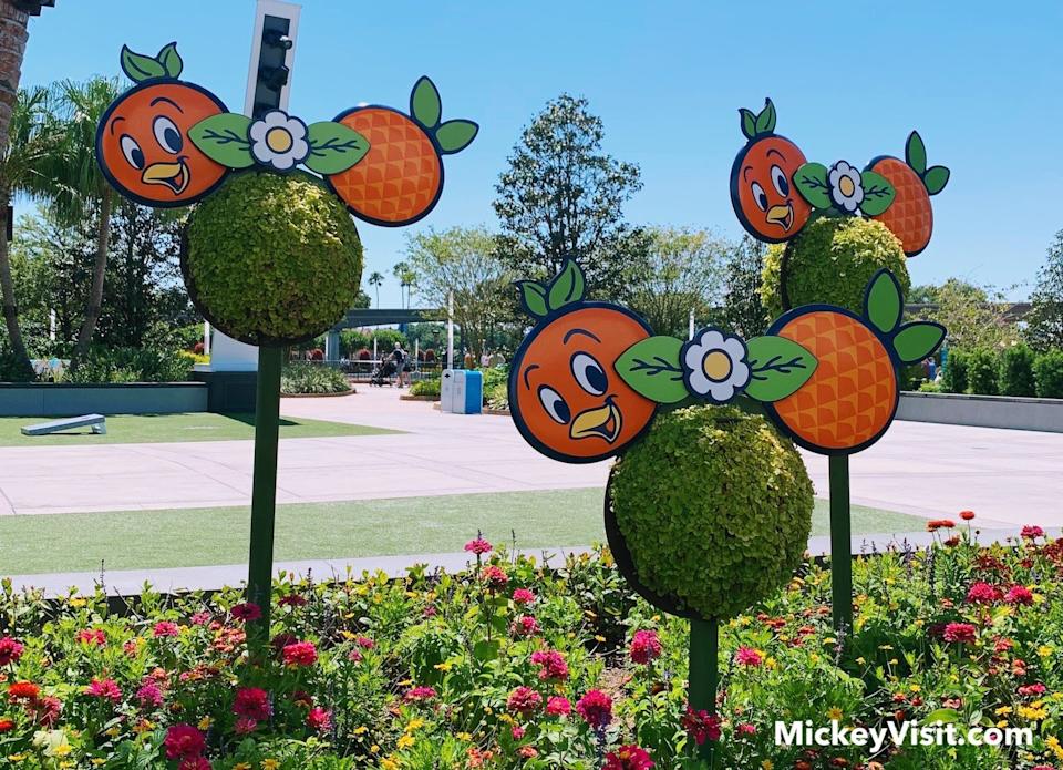 Orange Bird mouse ear flowers