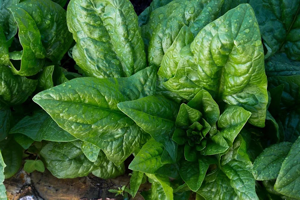 Photo credit: Nathan Bilow - Getty Images