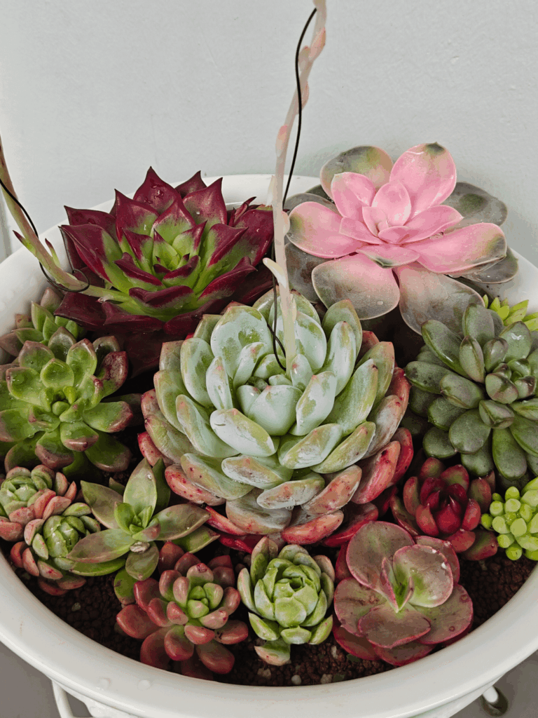 Made this pot of succulents!