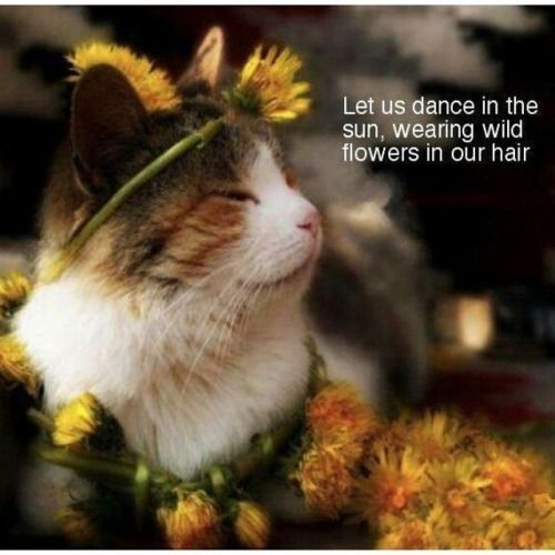 f14401061516ffaace26bf58373c4a6e.jpg f14401061516ffaace26bf58373c4a6e.jpg