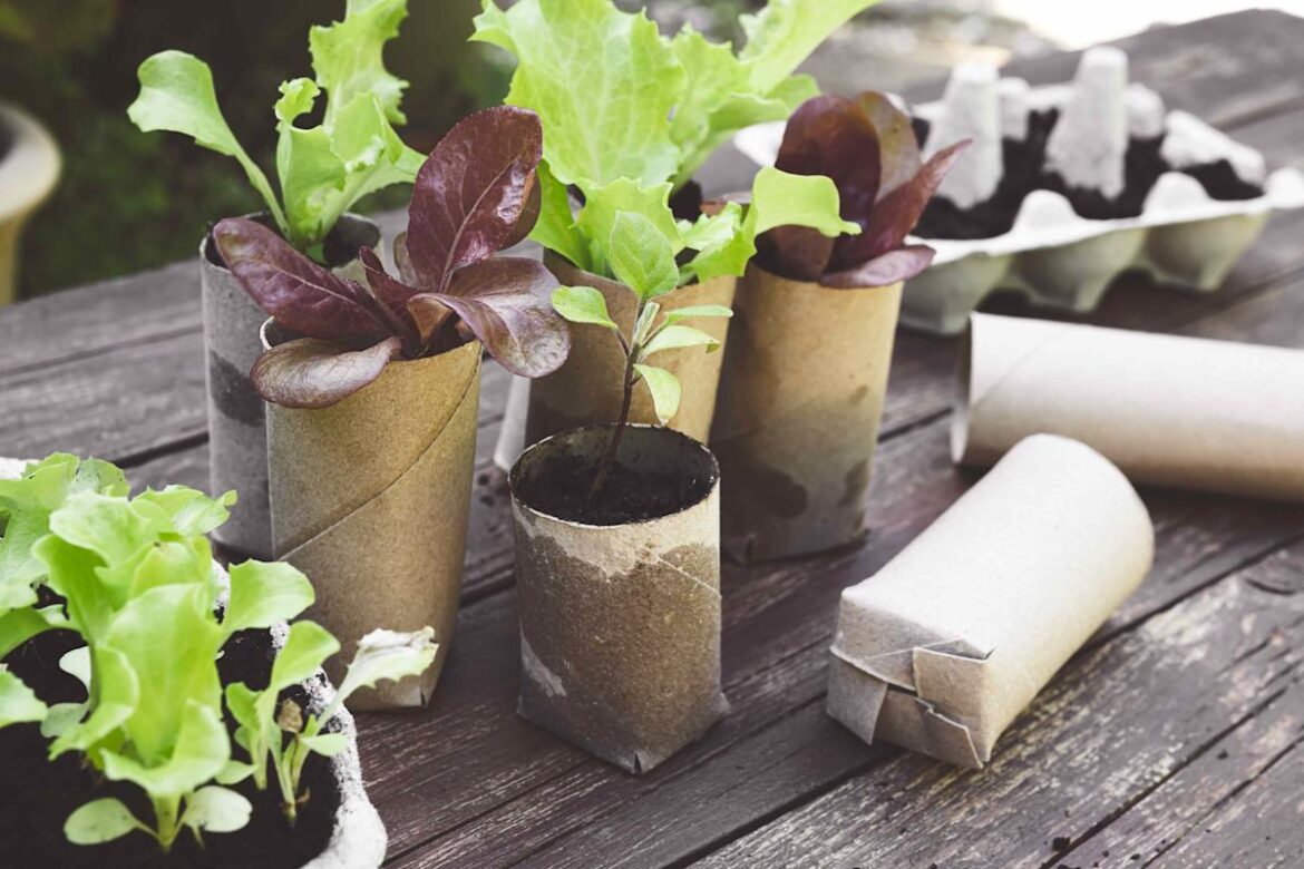 Wait, Don't Toss Old Toilet Paper Tubes—How to Use Them to Start Seedlings in the Spring
