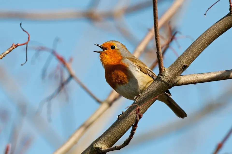 robin erithacus rubecula adult singing norfolk uk