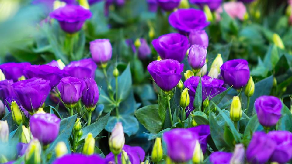 Purple Lisianthus flowers in the park.