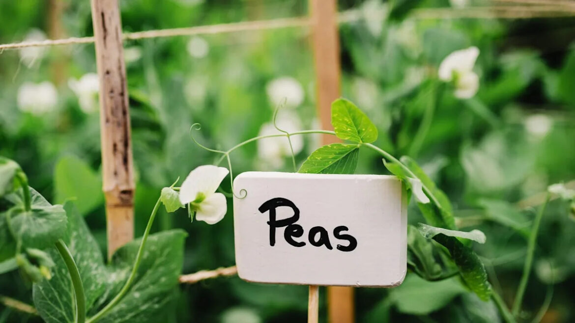 I’m a Garden Writer, and These Are the First Things I Plant in Spring I’m a Garden Writer, and These Are the First Things I Plant in Spring