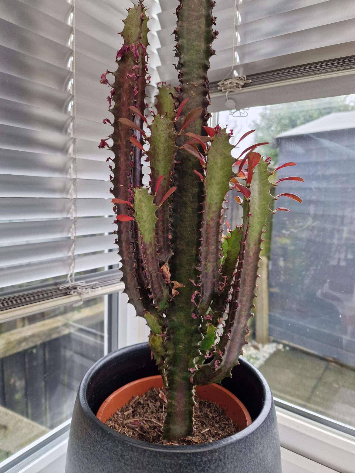 African Milk Tree help African Milk Tree help