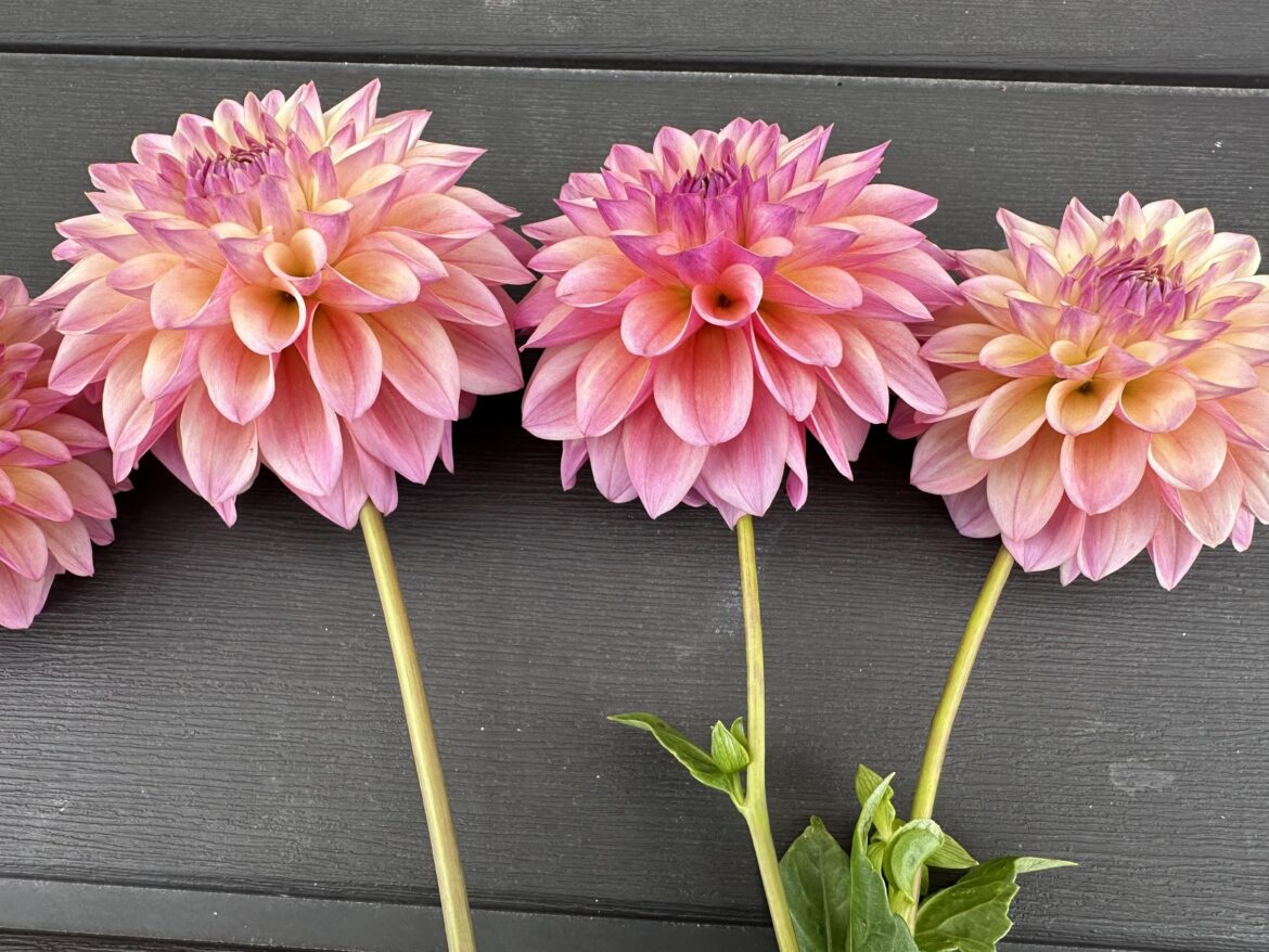 Raised bed with cover?