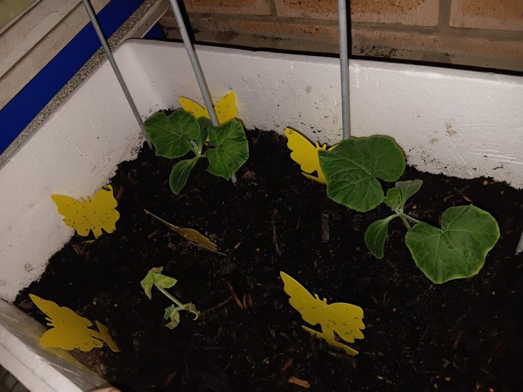 What is happening to my pumpkin?