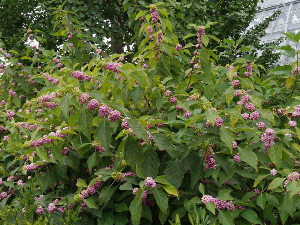 Thick patch of American beautyberry plants, with pink berries sticking out Thick patch of American beautyberry plants, with pink berries sticking out