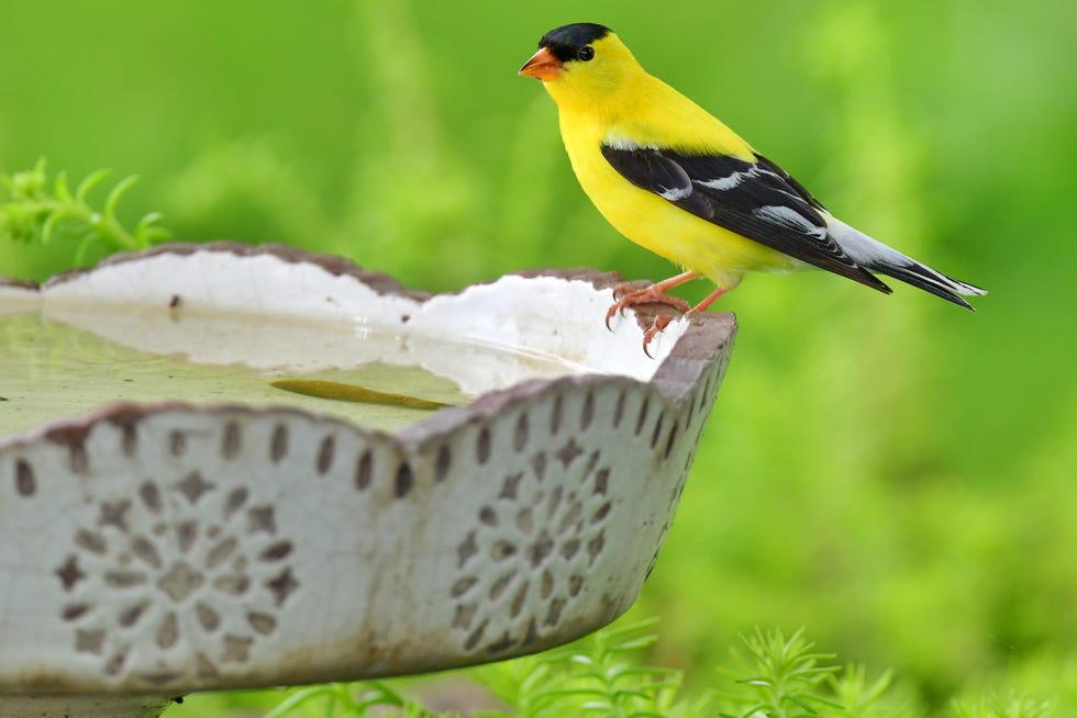Male goldfinch on a bird bath Male goldfinch on a bird bath