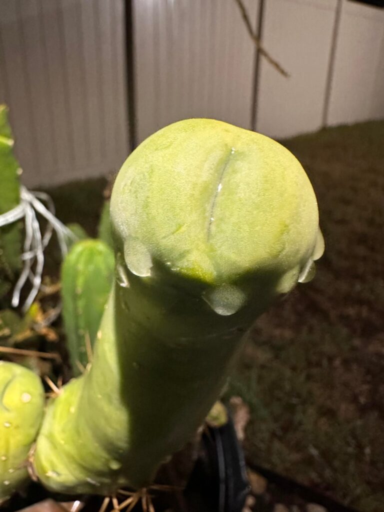 TBM Corno scene 💪