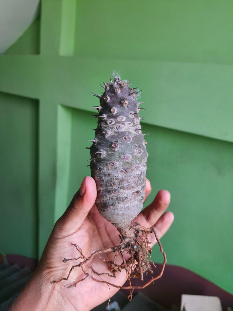 Euphorbia pachypodioides