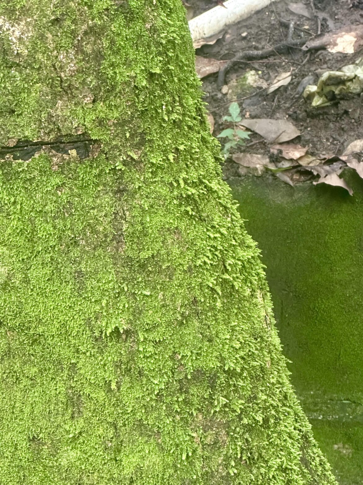 moss in south america