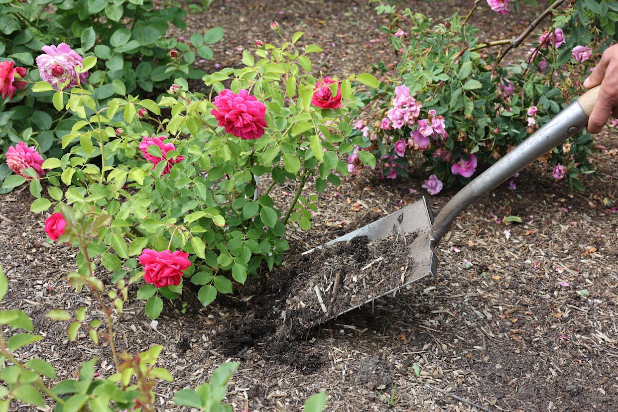 Adding a layer of mulch helps retain moisture, suppress weeds and provide nutrients.