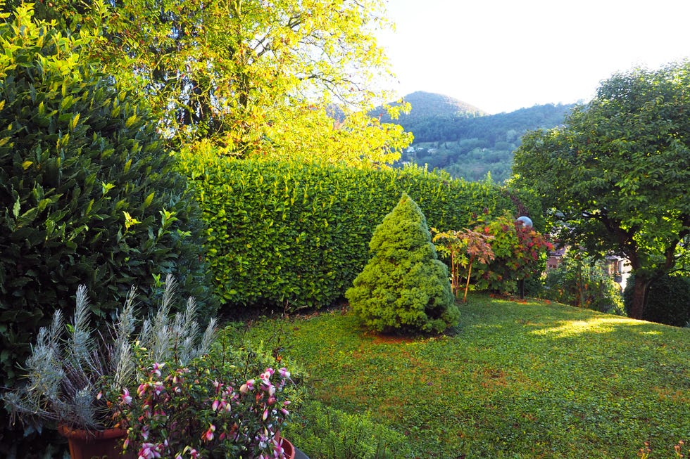 garden trends 2026