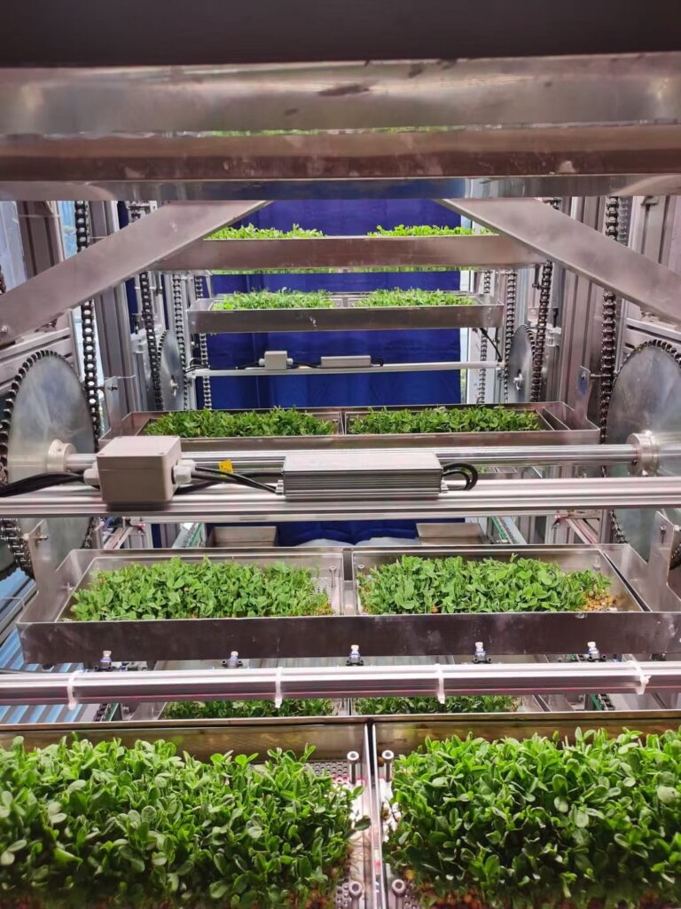 just finished another batch of pea shoots,incredibly tempting