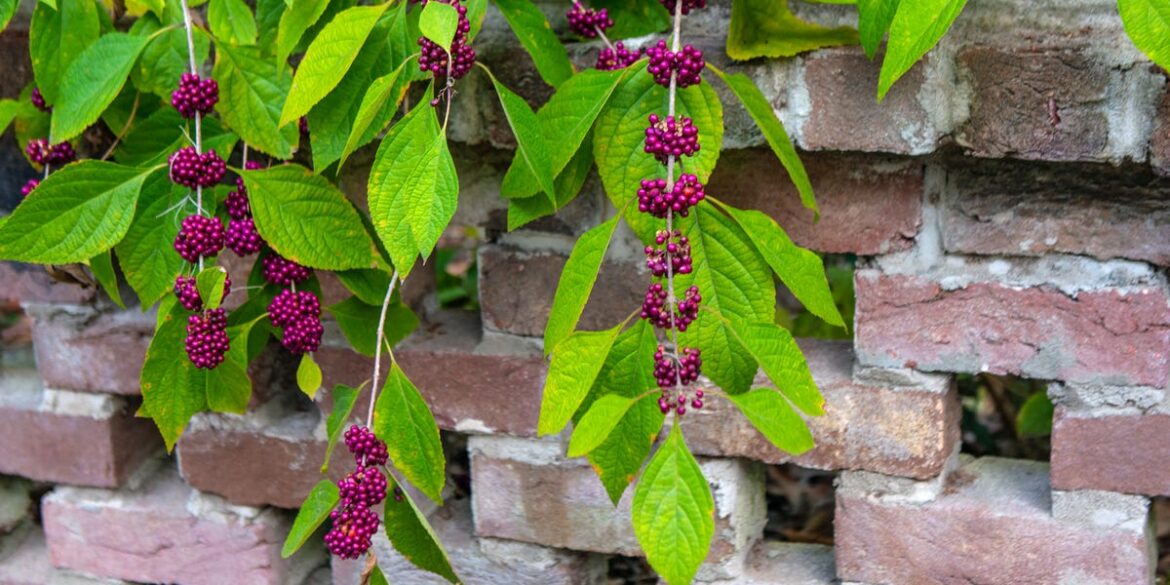 Prune Less and Enjoy More With These 10 Native Shrubs Prune Less and Enjoy More With These 10 Native Shrubs