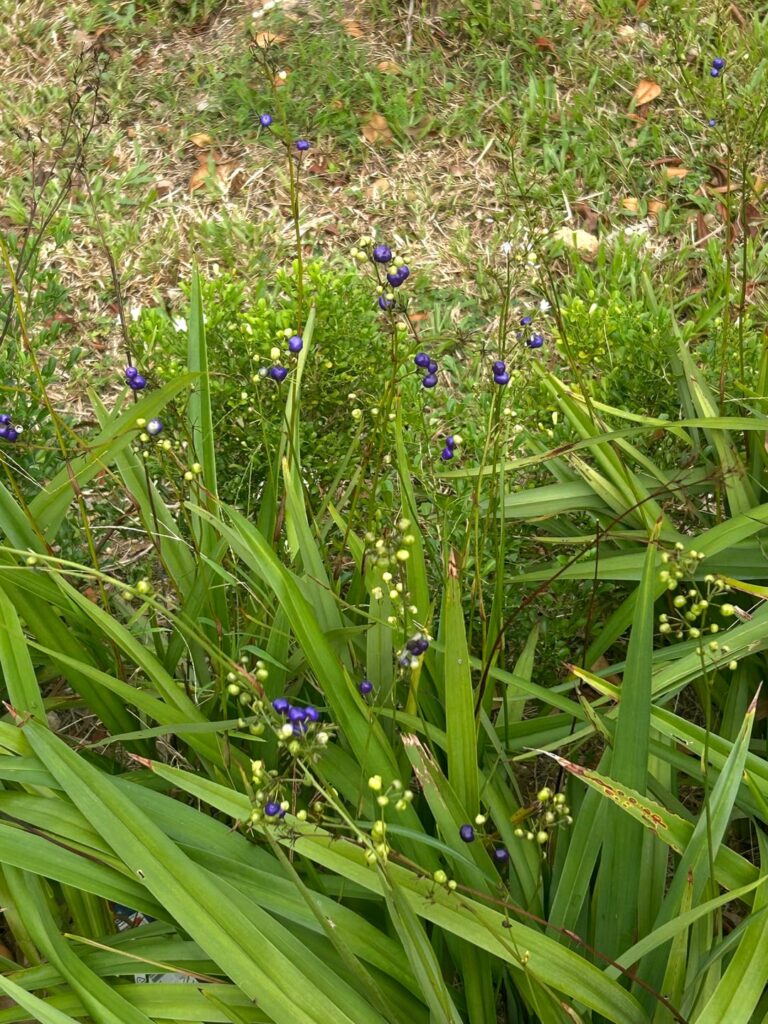 Would anyone know what plant this is?
