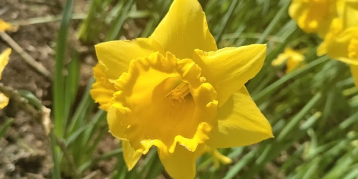 Sowing, Mowing, And Growing: 6 Gardening Jobs To Do In March