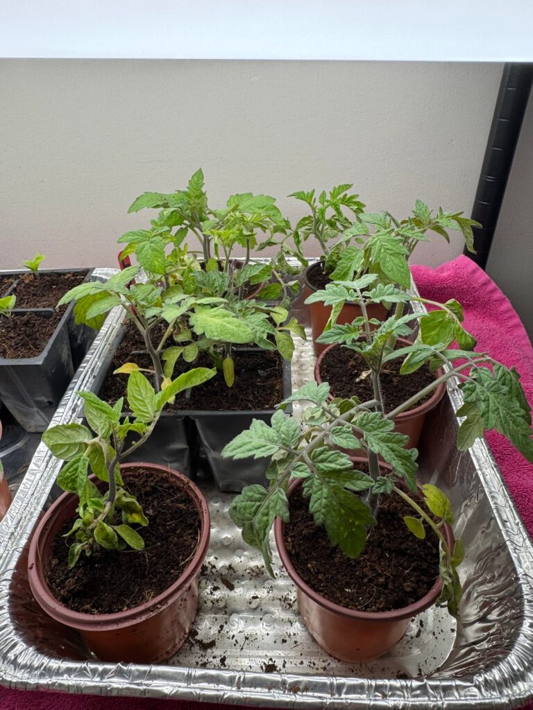 Tomato seedlings leaves curling
