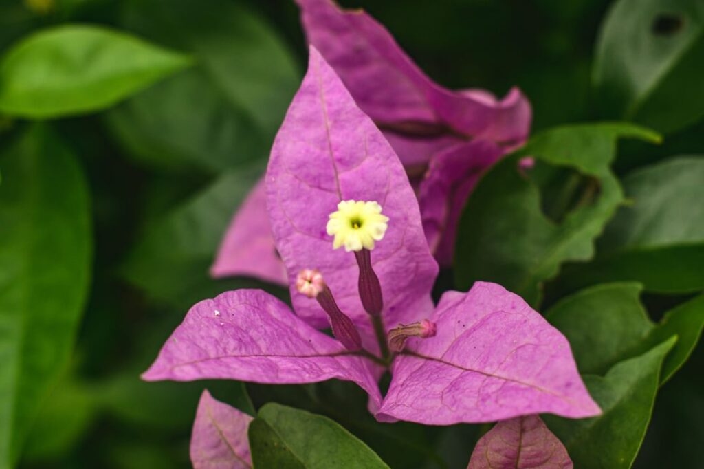 Our neighbor's pretty pink bougainvillea 💖