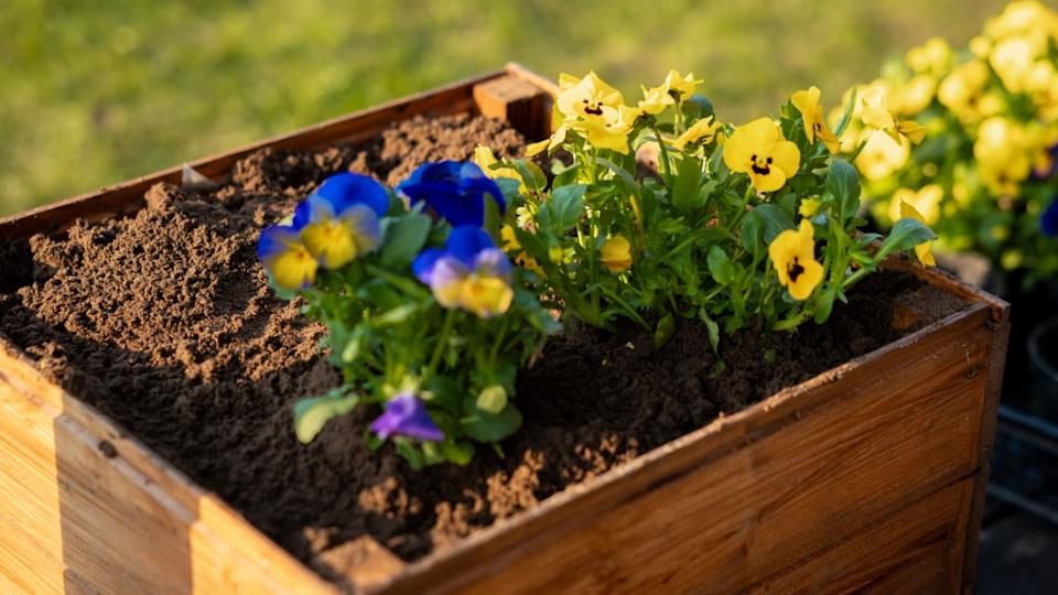A wooden planter box filled with soil holds vibrant blue and yellow pansies. The blurred grassy background emphasizes the flowers and rich brown soil.