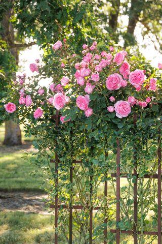 Monrovia.com by Doreen Wynja