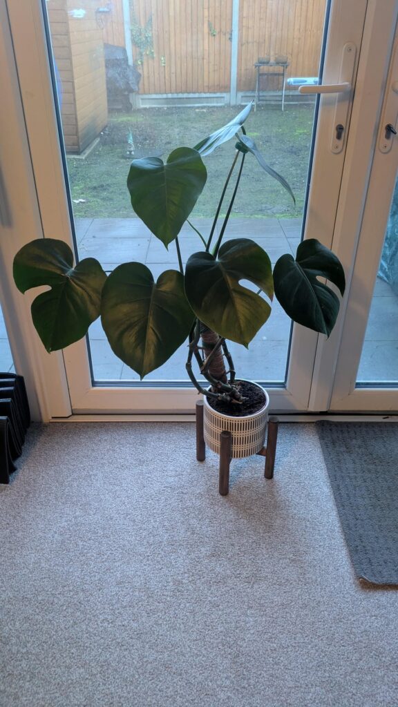 Confused - Monstera Placement