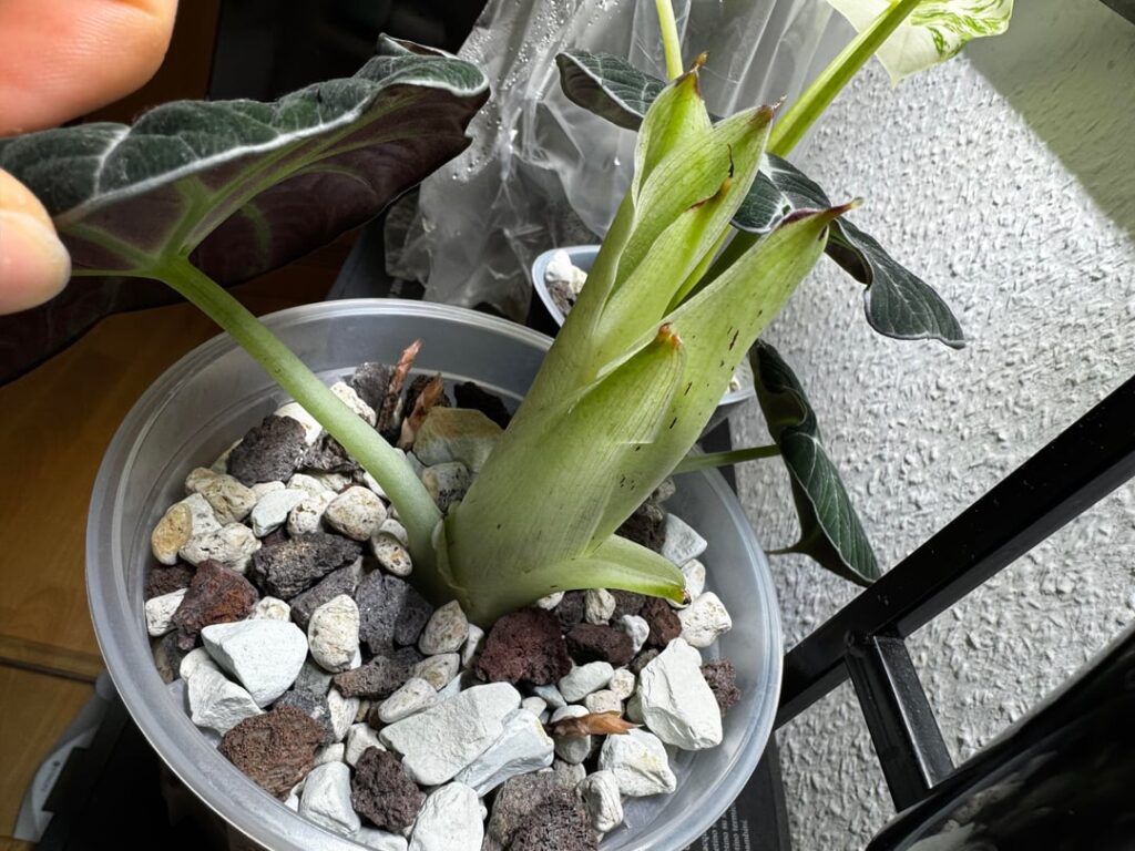 What's my Alo doing?