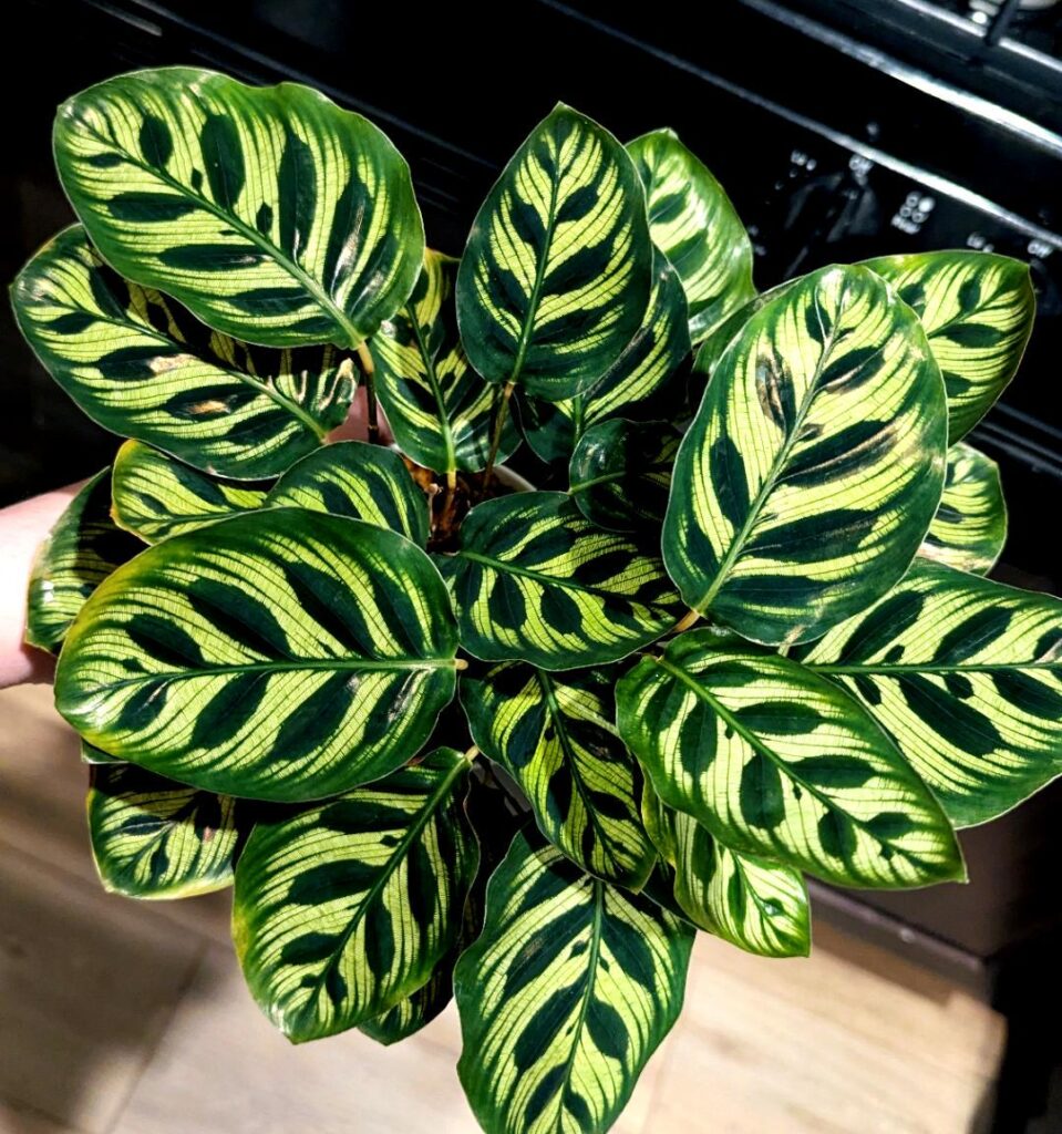 My only calathea that somehow isnt currently a crispy, ugly, dying mess