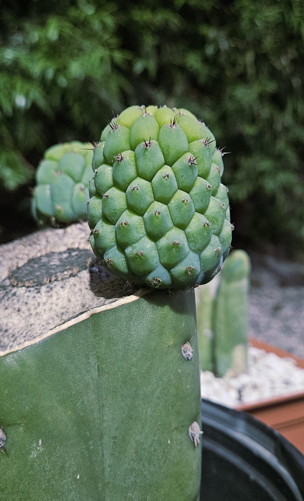 peruvianus pineapple pup