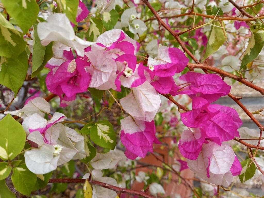 Which bougainvillea do you prefer... 1, 2, or 3?