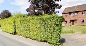 An image shows the hedge that was replaced by the fence at the Buswells' home in Hallow in Worcester.