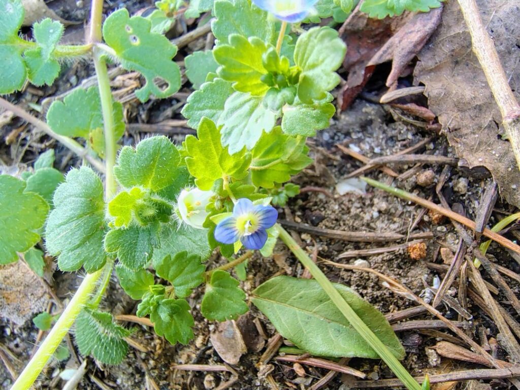 Dichotomous key can’t decide? Something is happening to the coloration of the flowers of this Veronica spp. Dichotomous key can't decide? Something is happening to the coloration of the flowers of this Veronica spp.