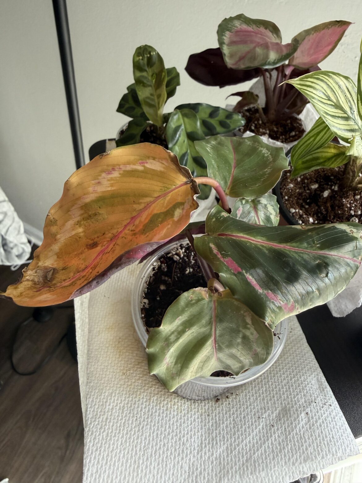 Reviving shipped calathea plants