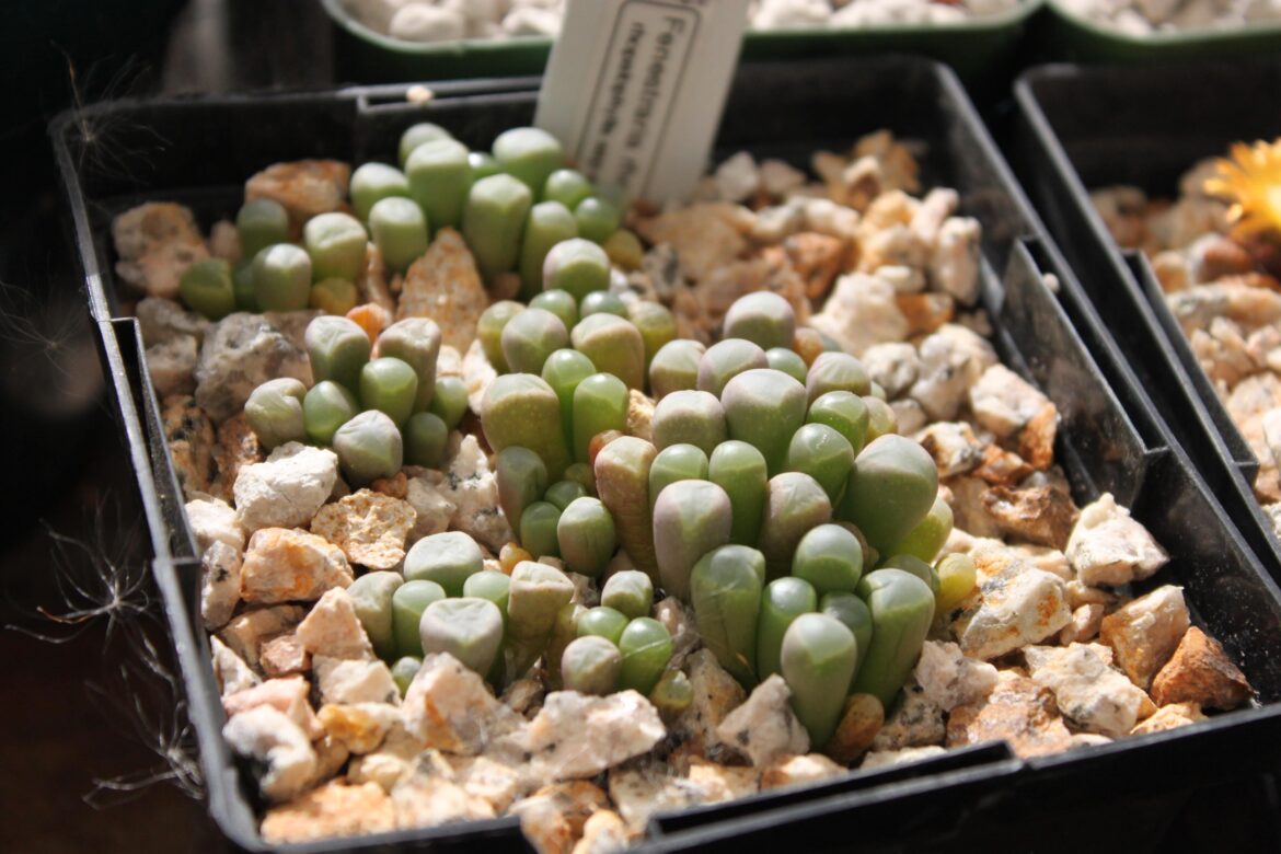 Fenestraria rhopalophylla subsp. aurantiaca from seed