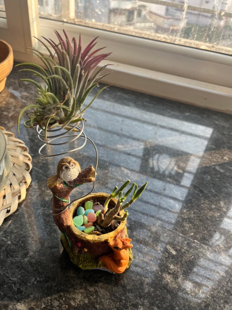Air Plants 😁😁😁