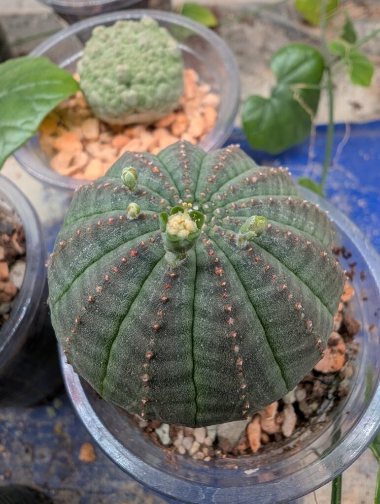 Obesa x Meloformis pollination