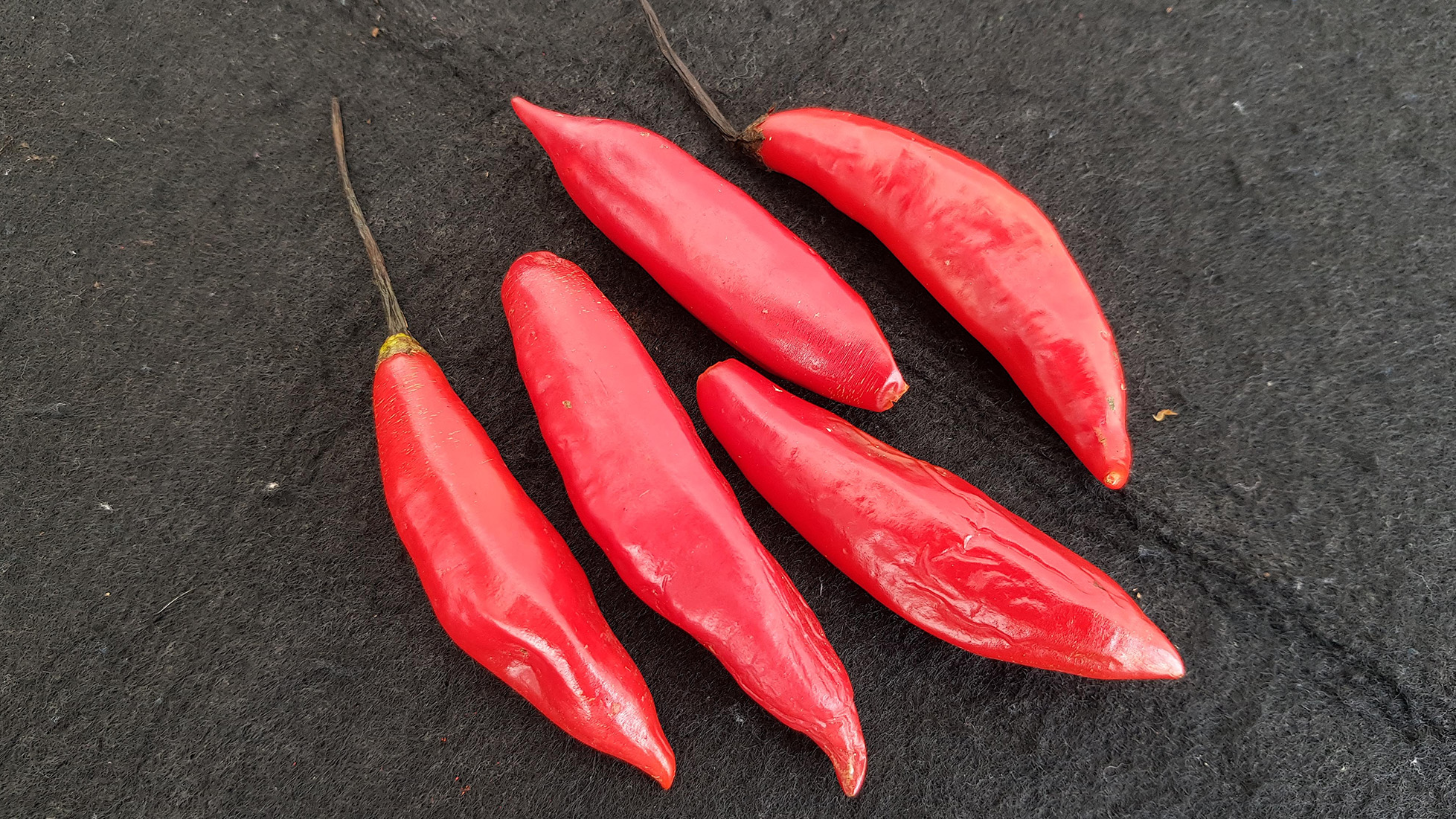 Capsicum baccatum pepper